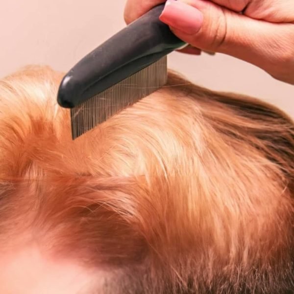 61Sjc56s6dL._SL1000 Dandruff Comb, Stainless Steel Fine Tooth Dandruff Remover, Professional Hair Comb for Kids and Adults (Black)